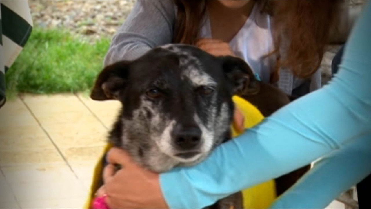 Missione cuccioli — Épisode 7