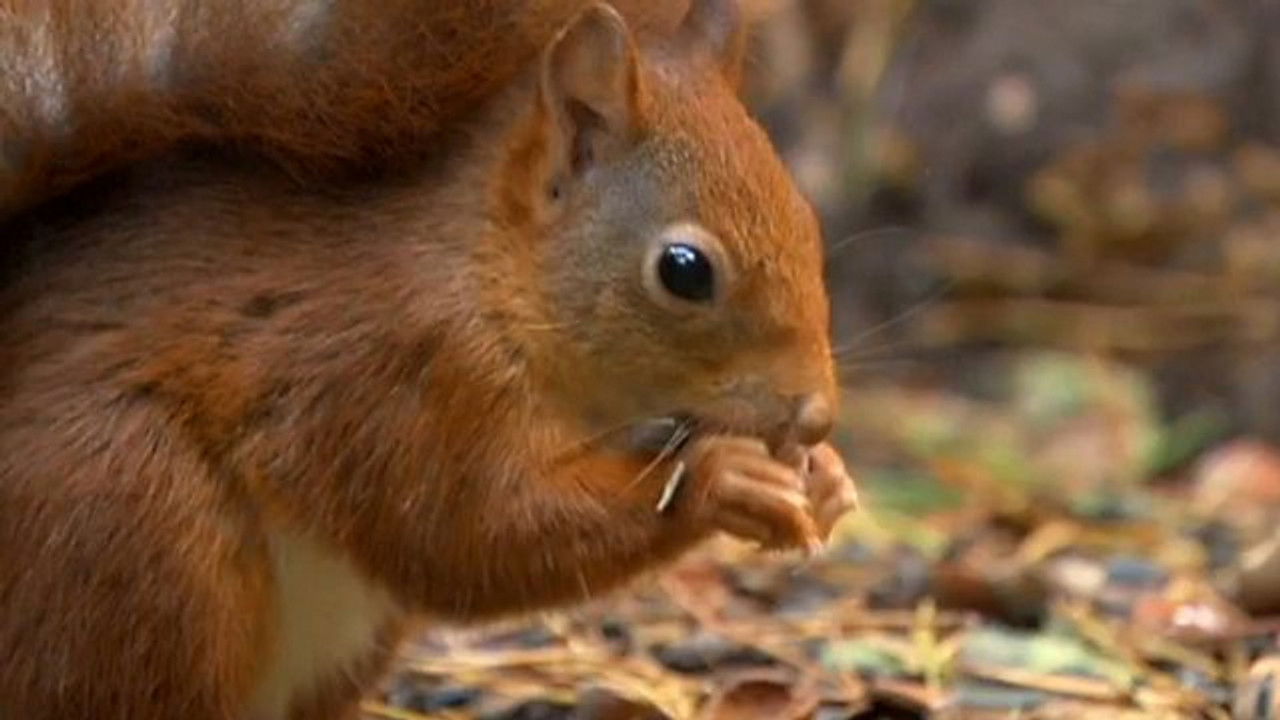 Autumnwatch — Épisode 4