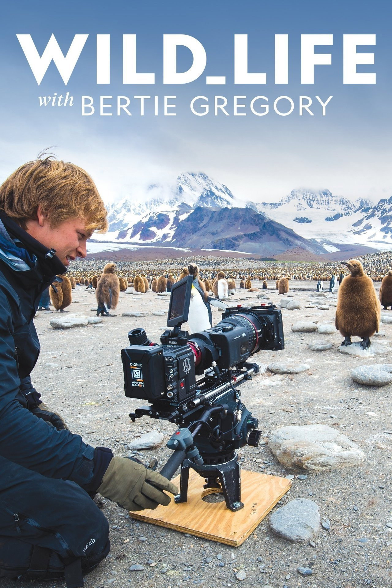 Wild Life with Bertie Gregory affisch