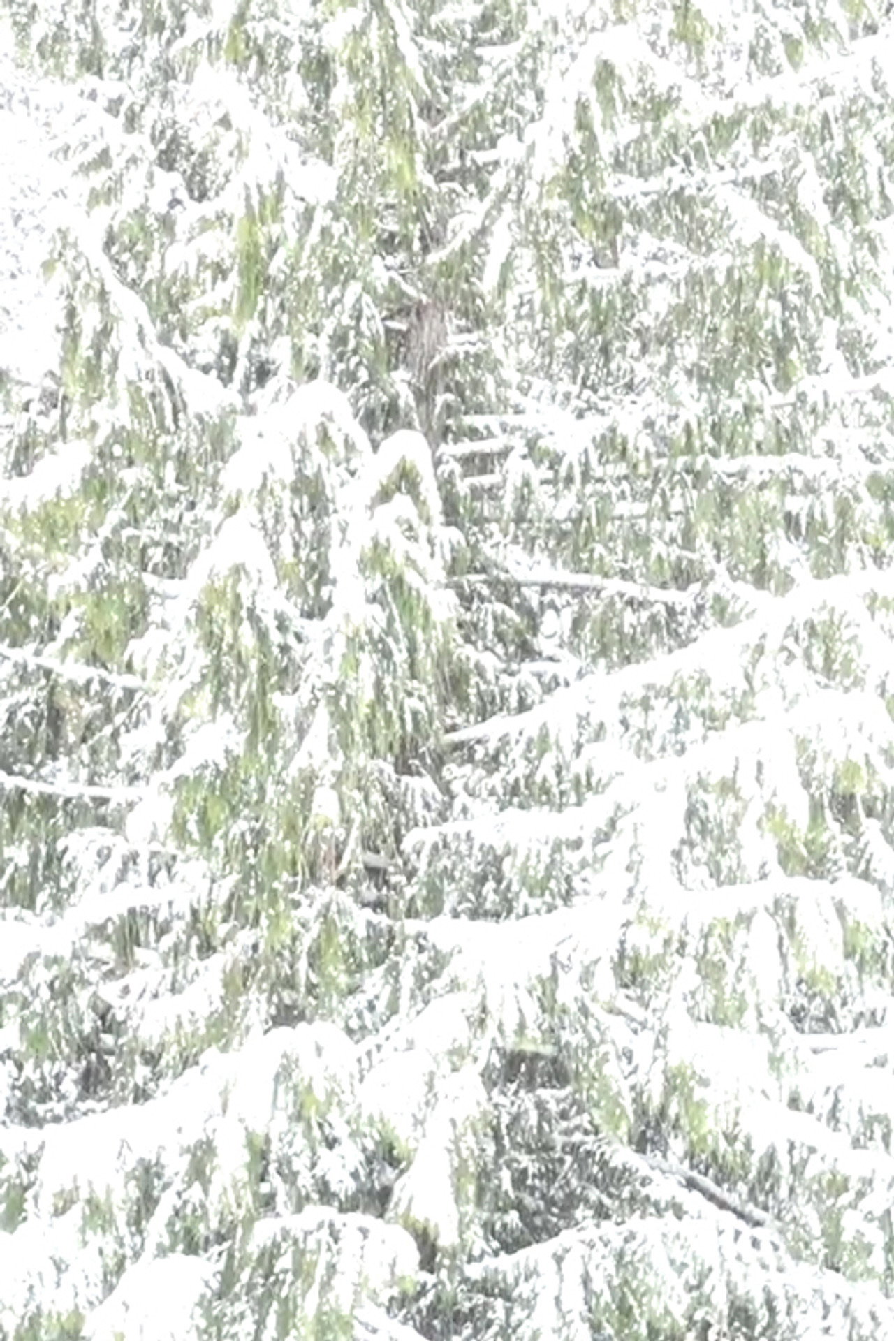White Out filmaffisch