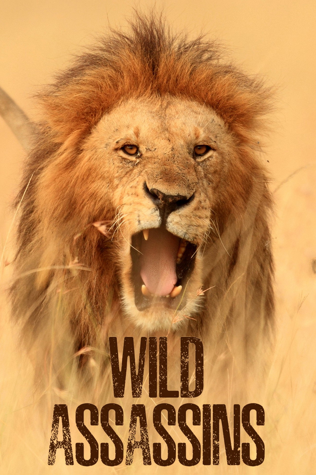 Wild Assassins affisch