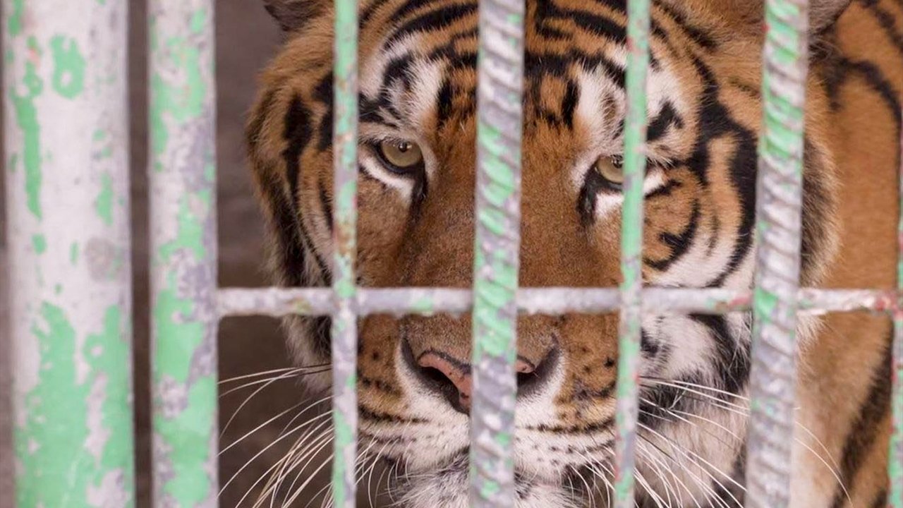 Unreported World - Season 22 Episode 3 : Thailand's Tiger Kingpins