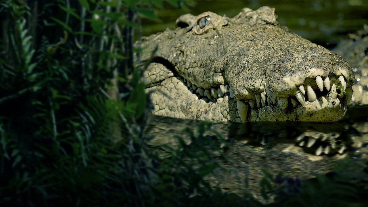 title image