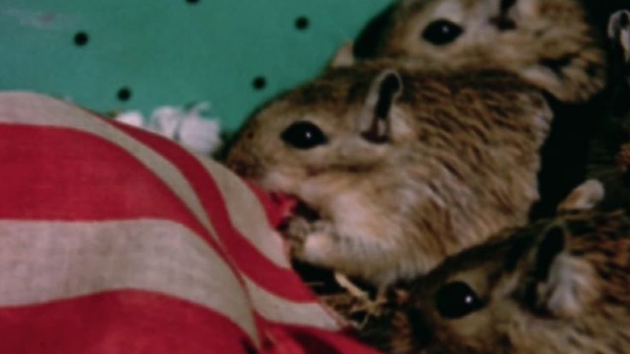 Scen från Rat Life and Diet in North America