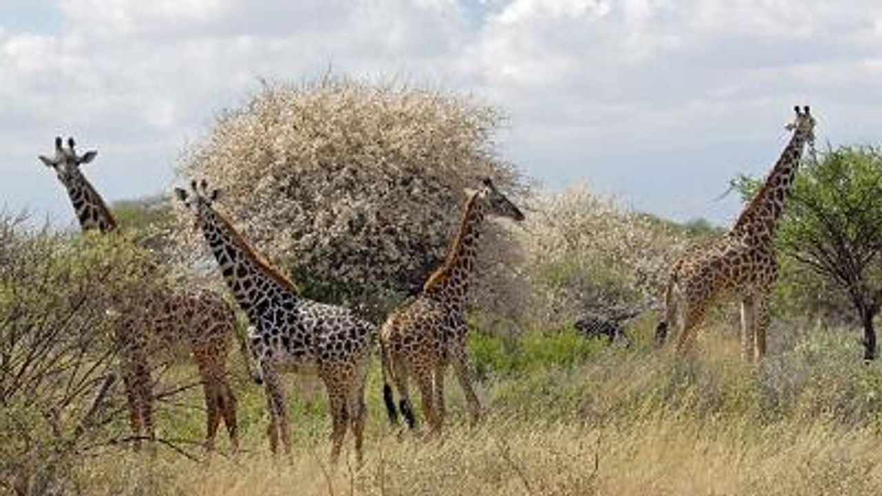 All About Animals — Épisode 22