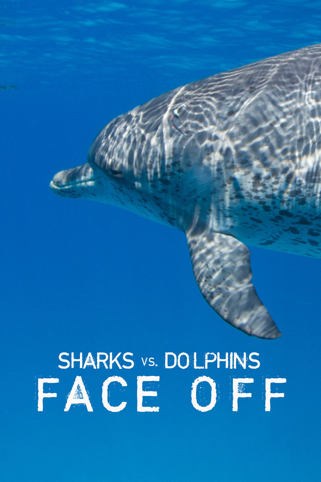 Sharks Vs. Dolphins: Face Off filmaffisch