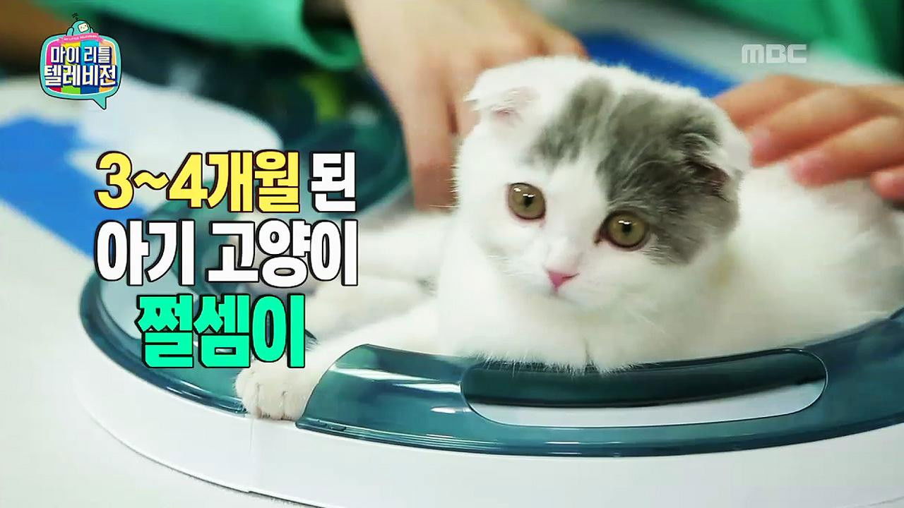 마이 리틀 텔레비전 — Épisode 99