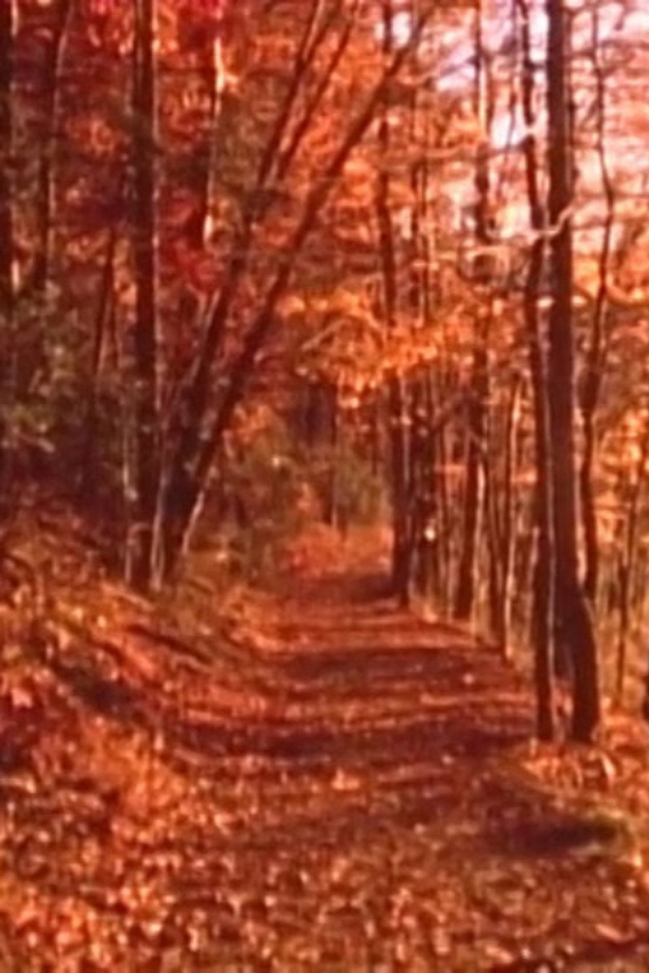 November Sunday