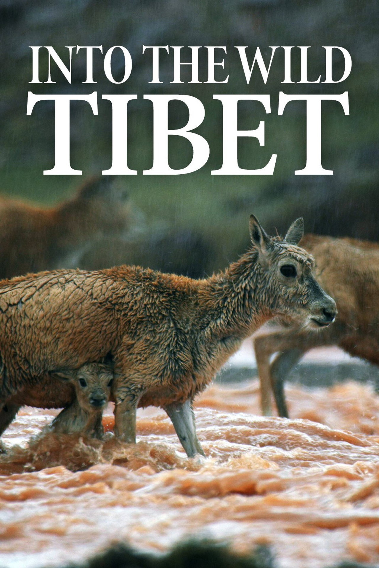 Into the Wild Tibet Backdrop