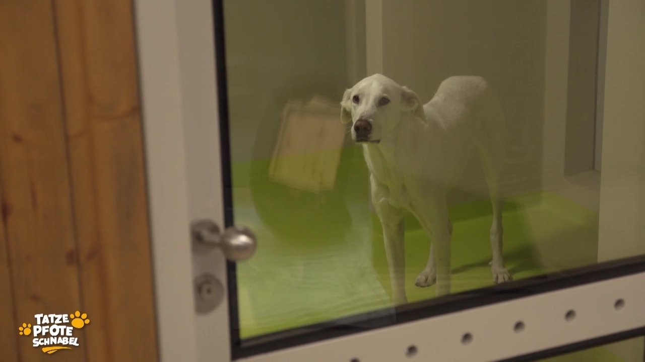 Tatze, Pfote, Schnabel - Season 3 Episode 8 : Episode 8