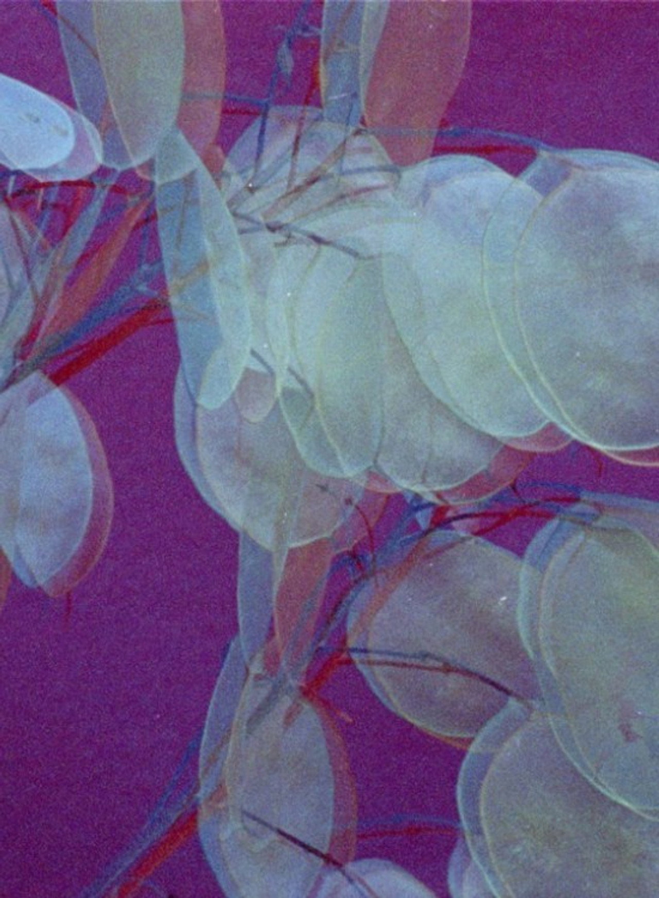 Daphne (Purple Red) Backdrop