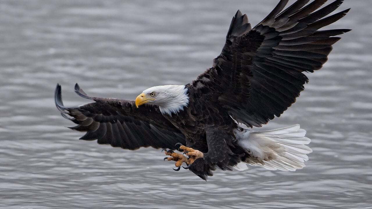 Animal Camera