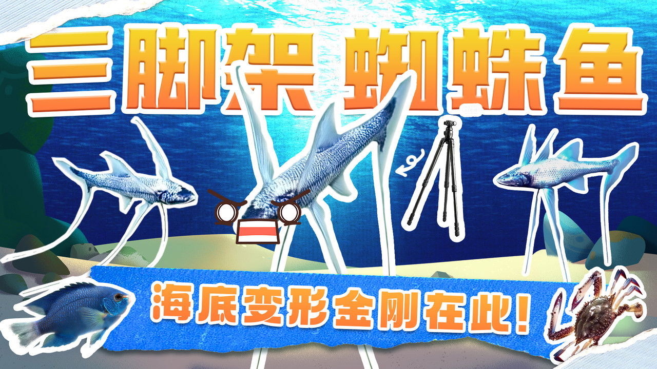 斑马百科探索 — Épisode 40