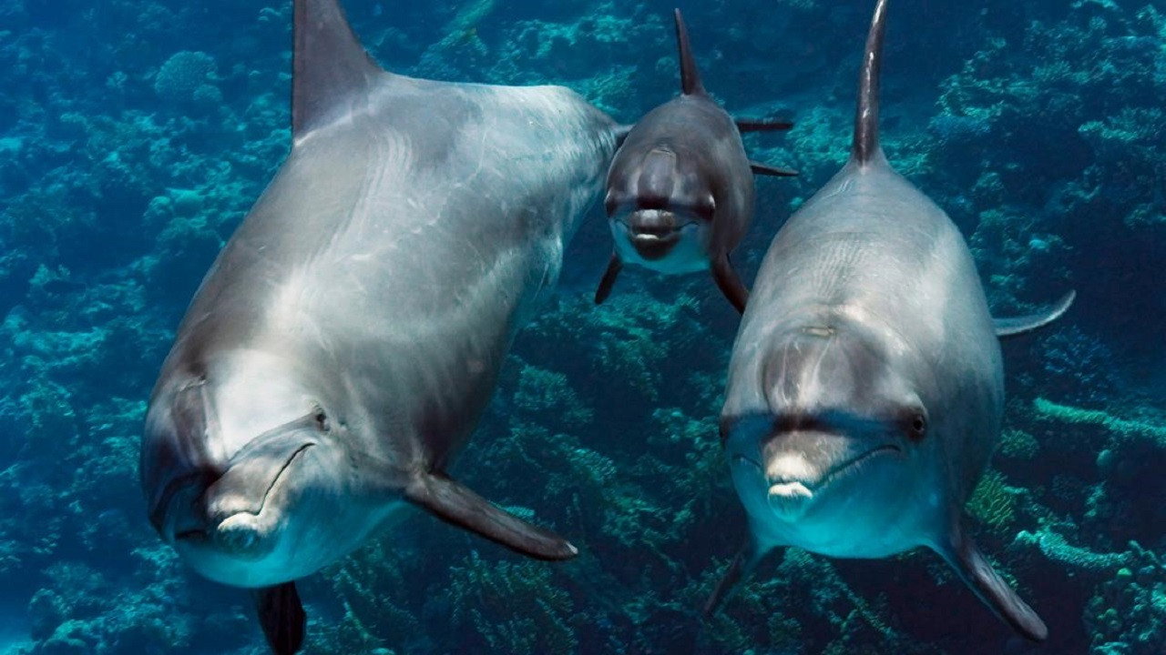 The Blue Planet