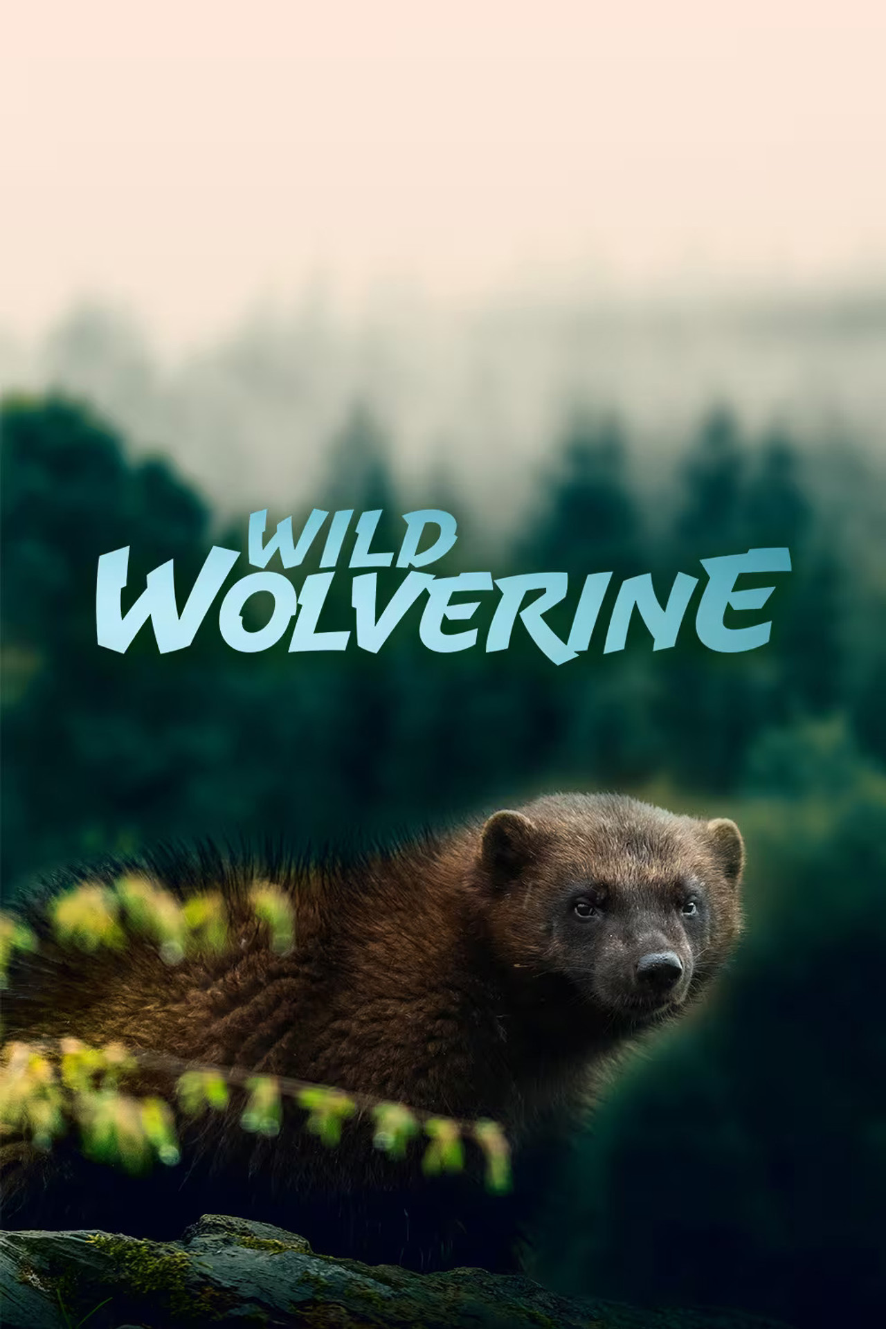 Wild Wolverine Backdrop