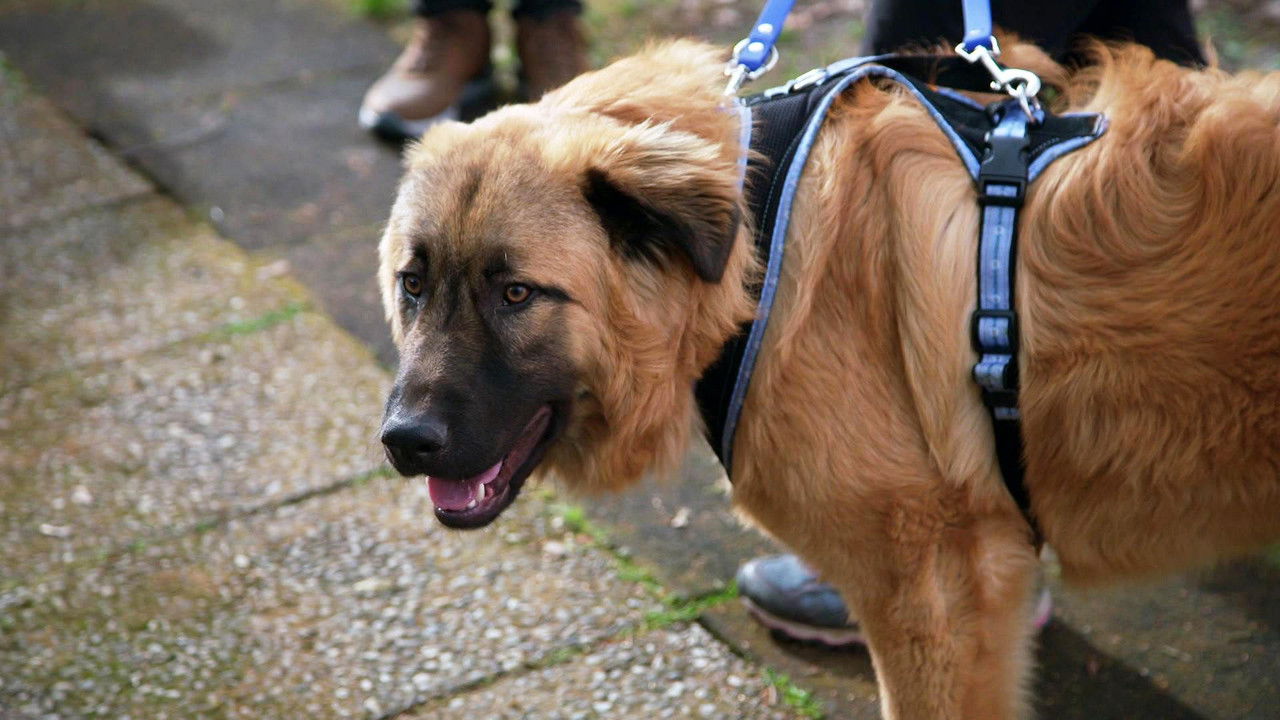 Die Unvermittelbaren - mit Martin Rütter — Épisode 1