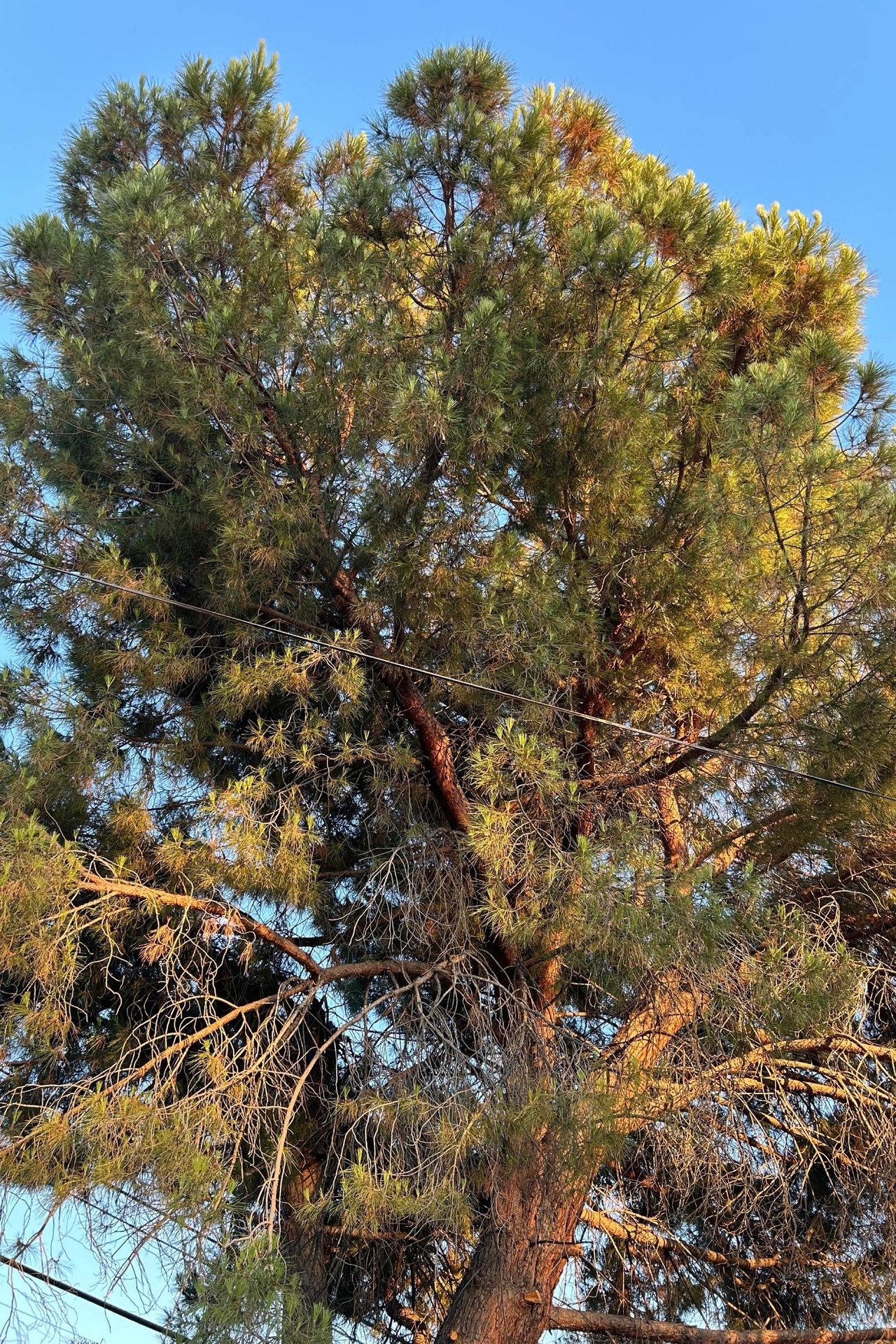 Tree poster