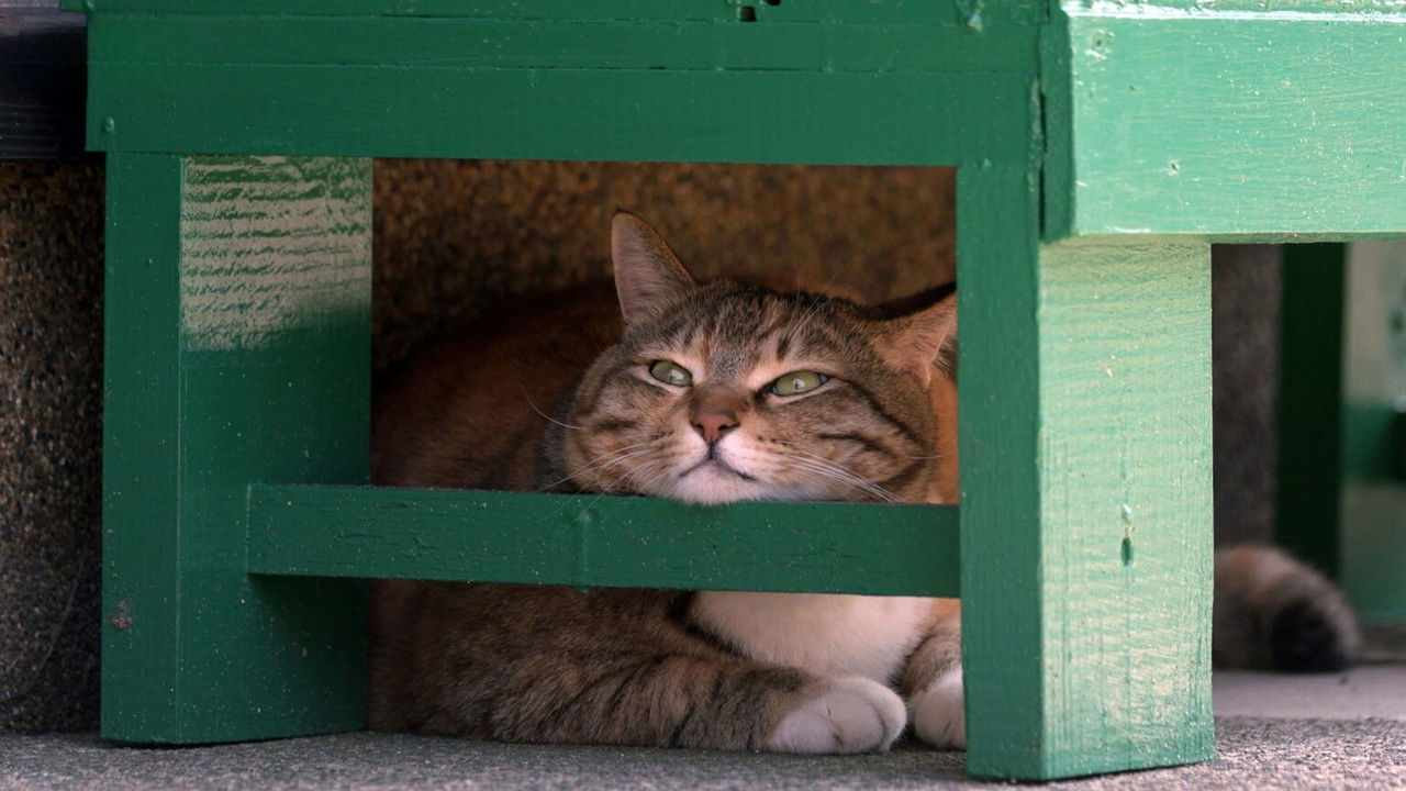 Fukui: Cats Along the Shore