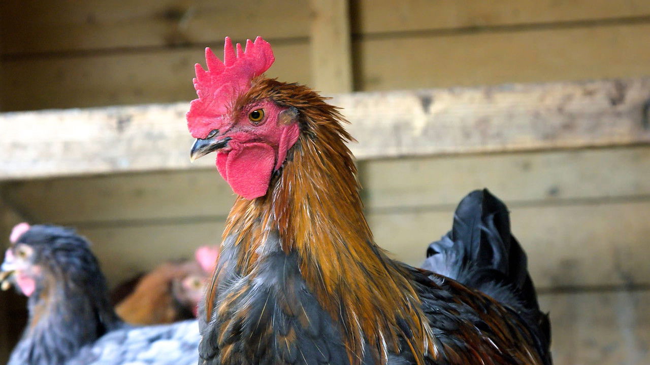 The Farmers' Country Showdown — Épisode 11