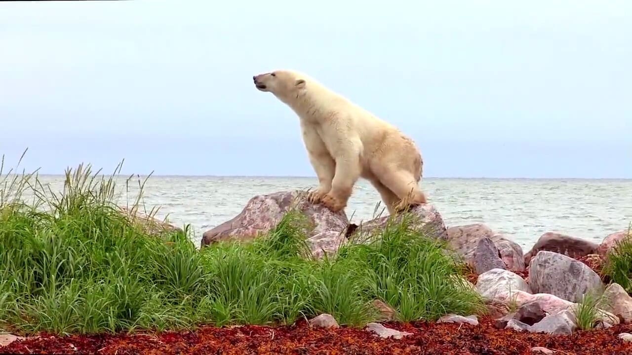 Scen från Polar Bears: A Summer Odyssey