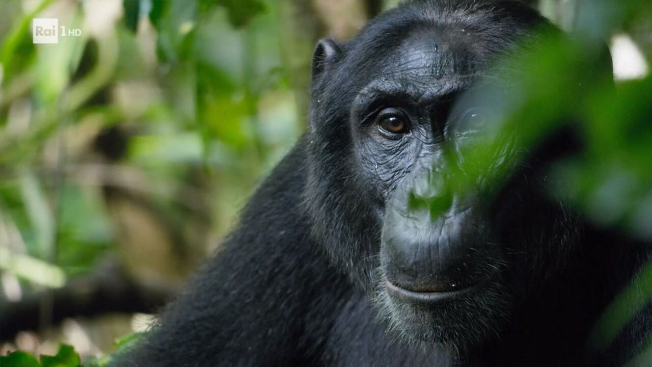 Courtship in the rainforests