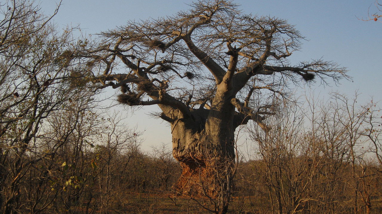 Stranger Than Nature — Épisode 6