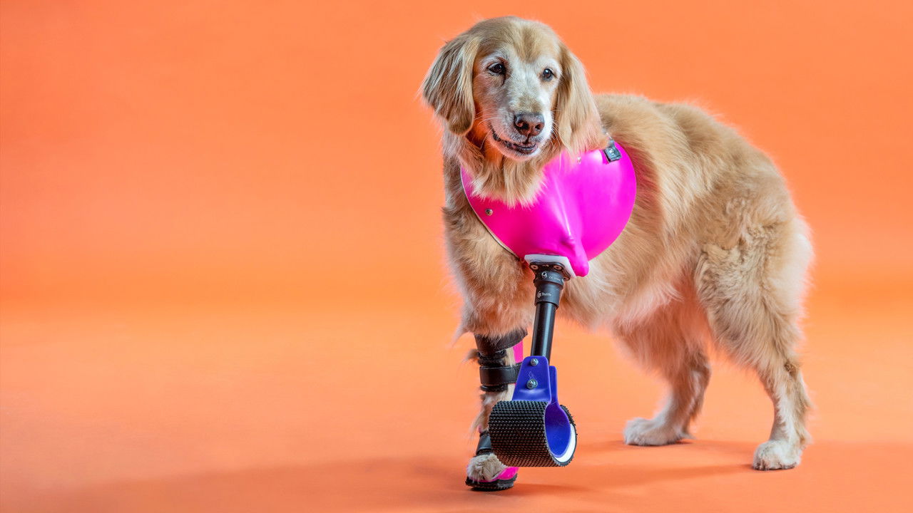 The Wizard of Paws - Season 1 Episode 6 : Pearl