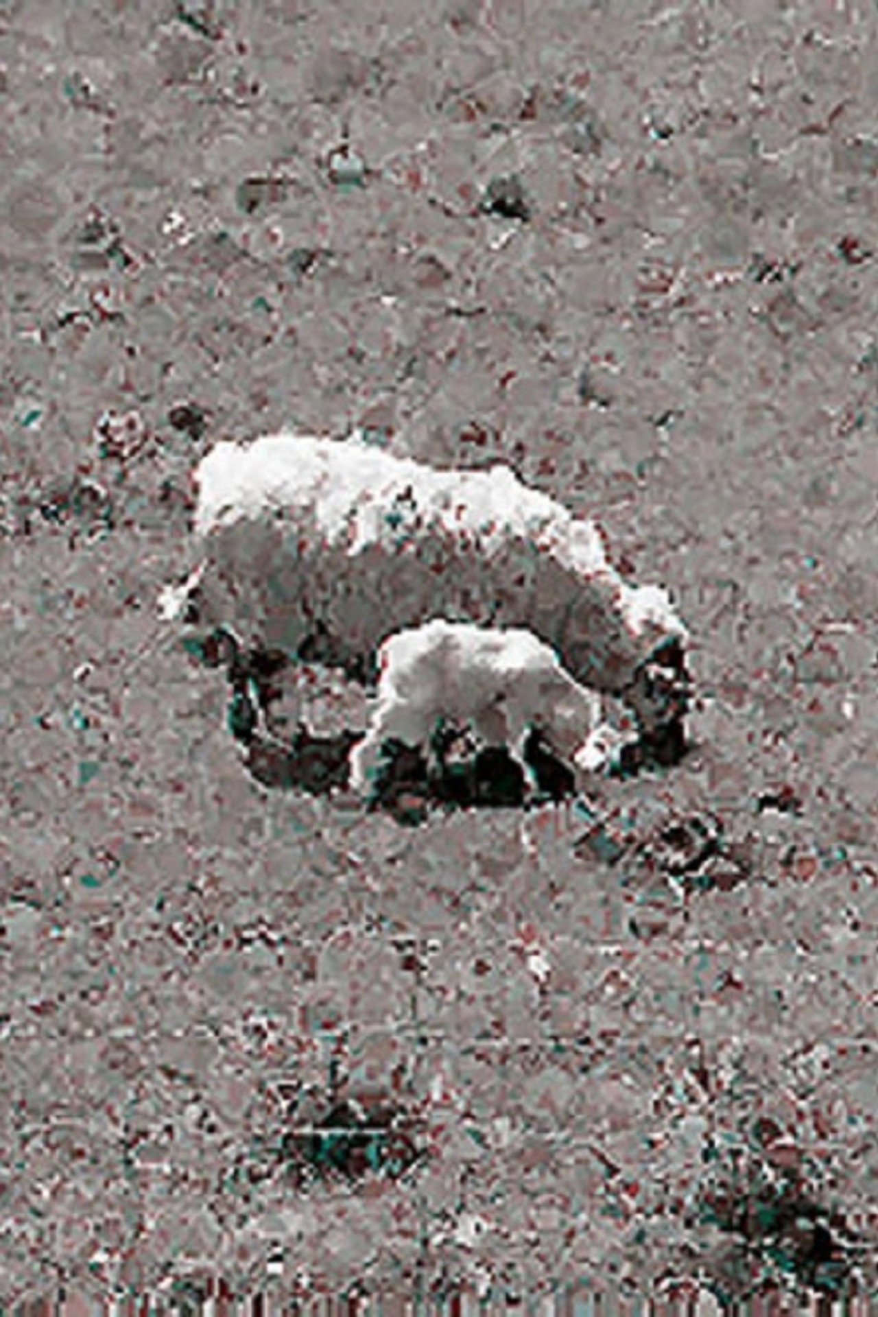 Sheep filmaffisch