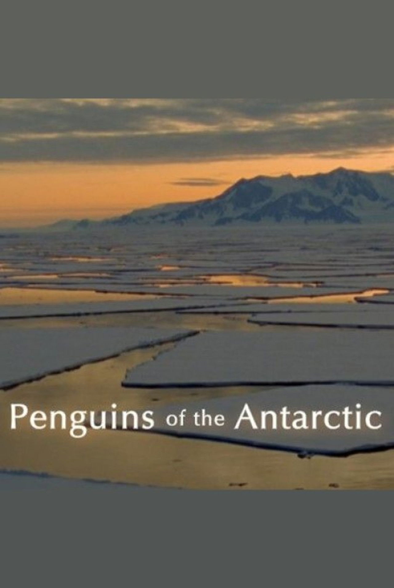 Penguins of the Antarctic Backdrop