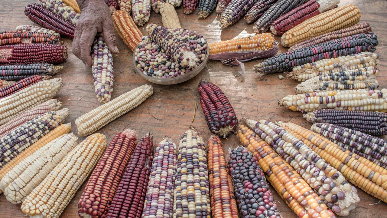 Seeds, the legacy of the land still 3