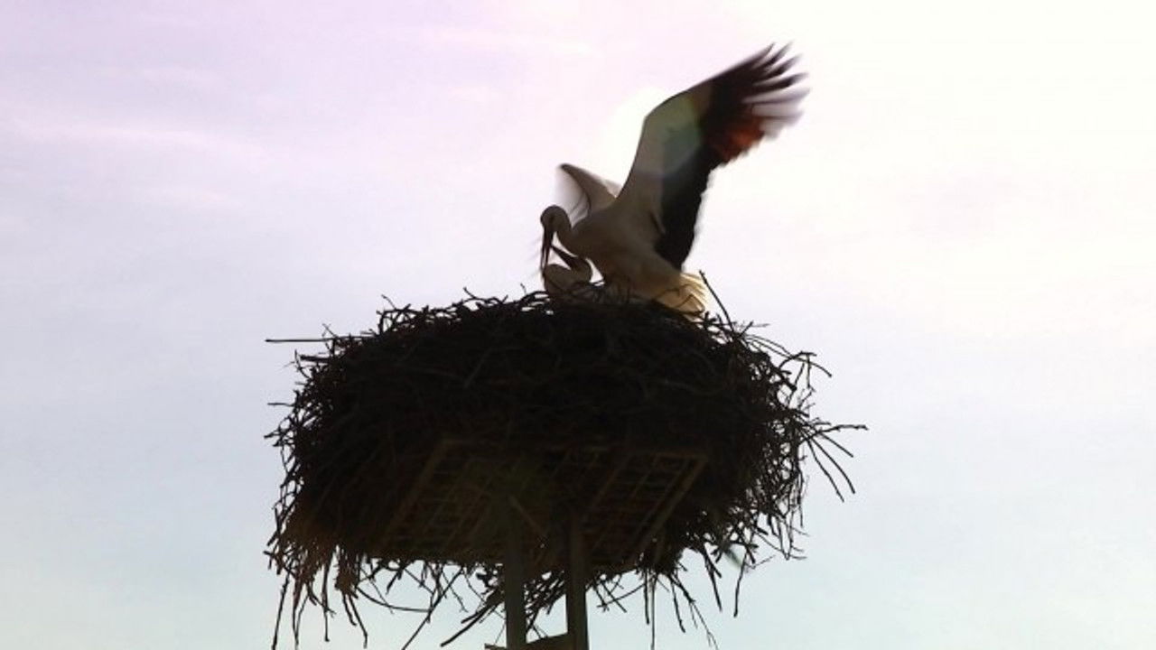 Ljubav je na selu — Épisode 1