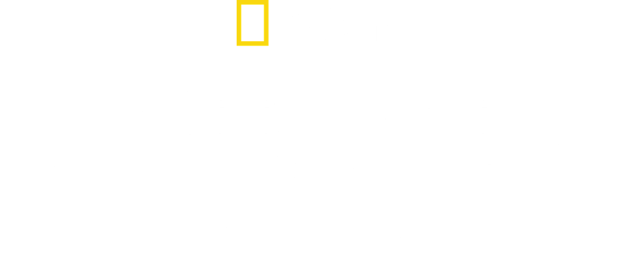 Meet the Chimps