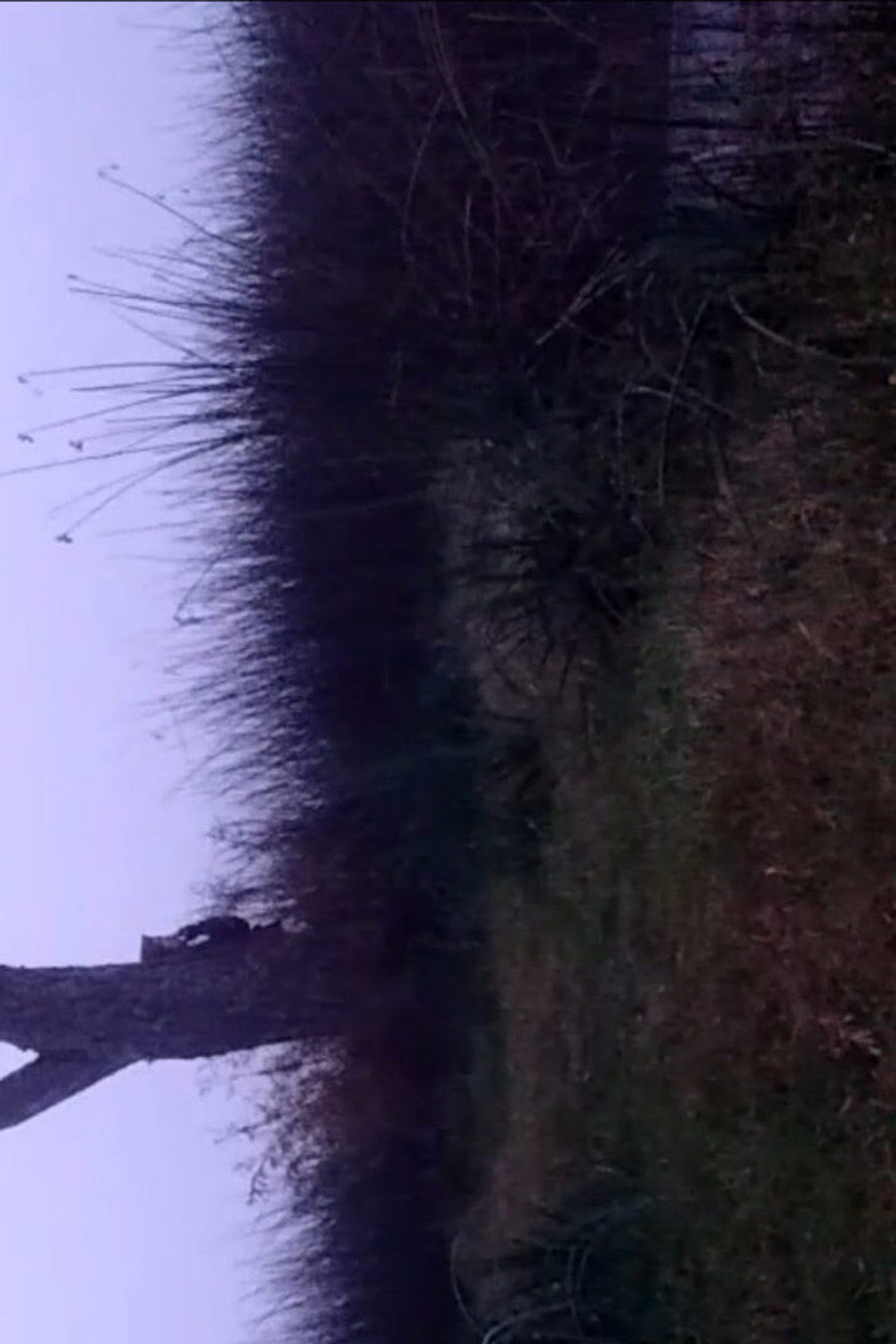 La balandra