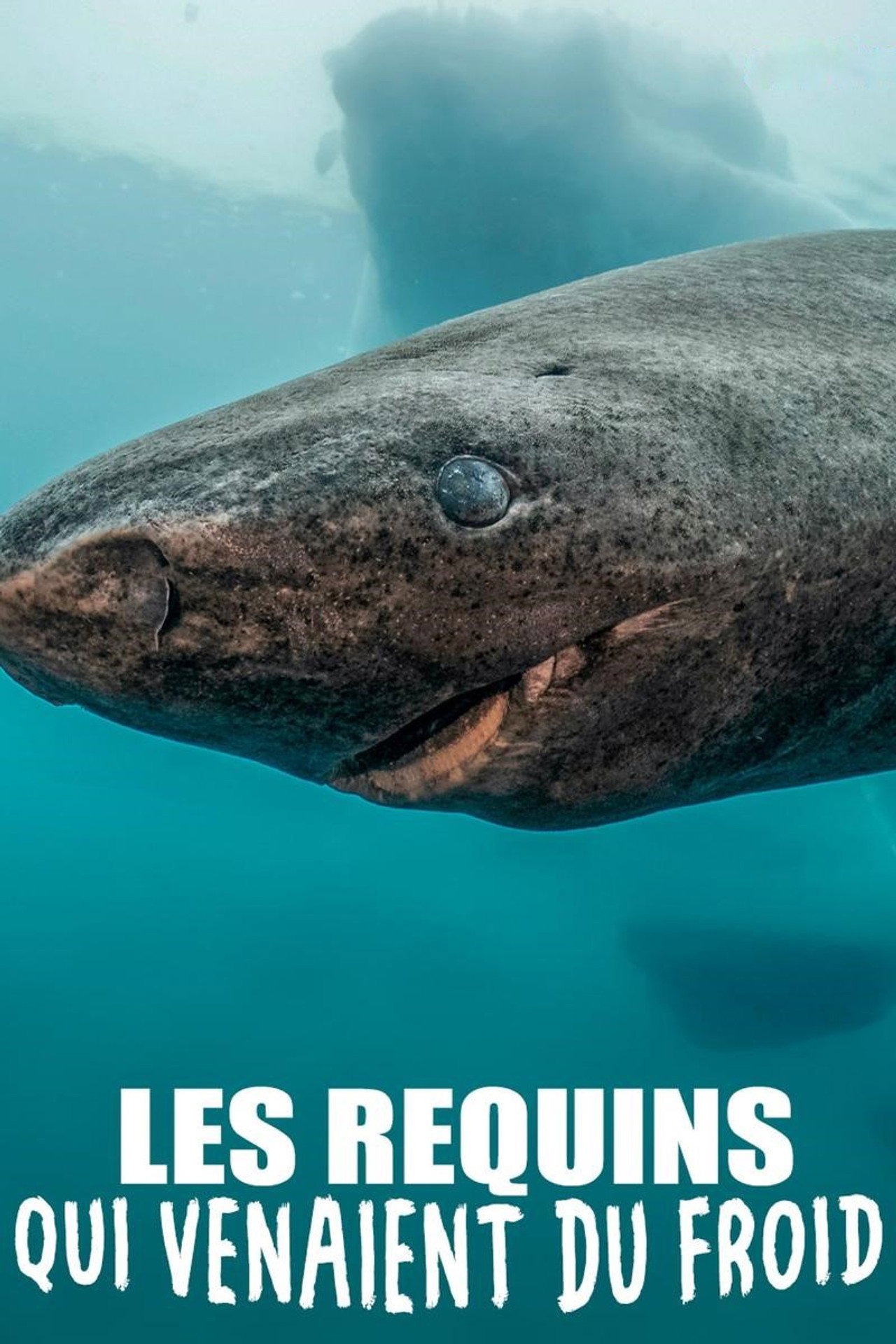 Les requins qui venaient du froid filmaffisch
