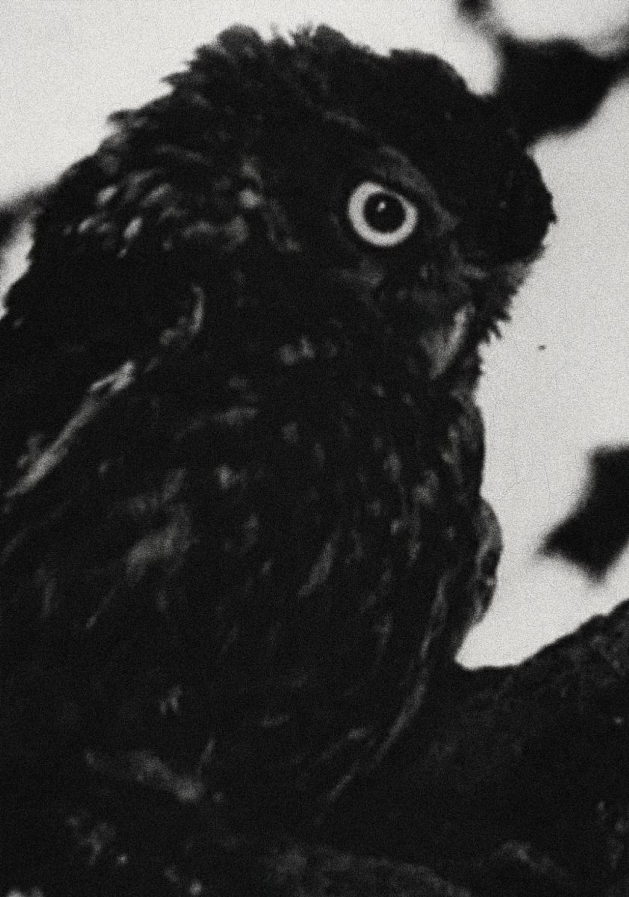 Nachtstück filmaffisch