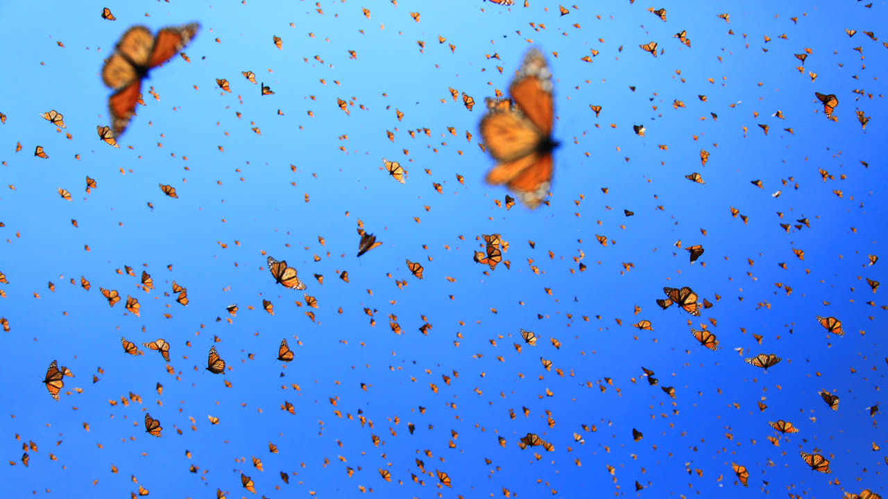 Flight of the Butterflies Backdrop Image