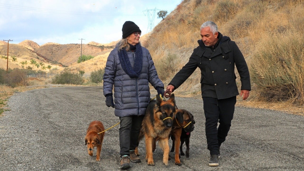 Cesar Millan: Better Human, Better Dog - Season 1 Episode 2 : One Brick at a Time
