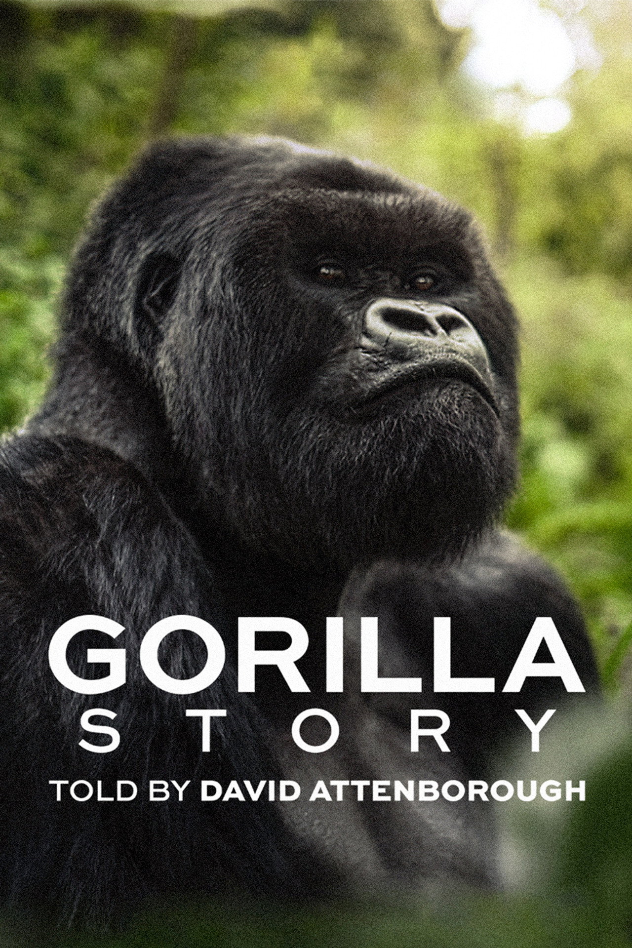 David Attenborough: Berättelsen om en gorilla filmaffisch