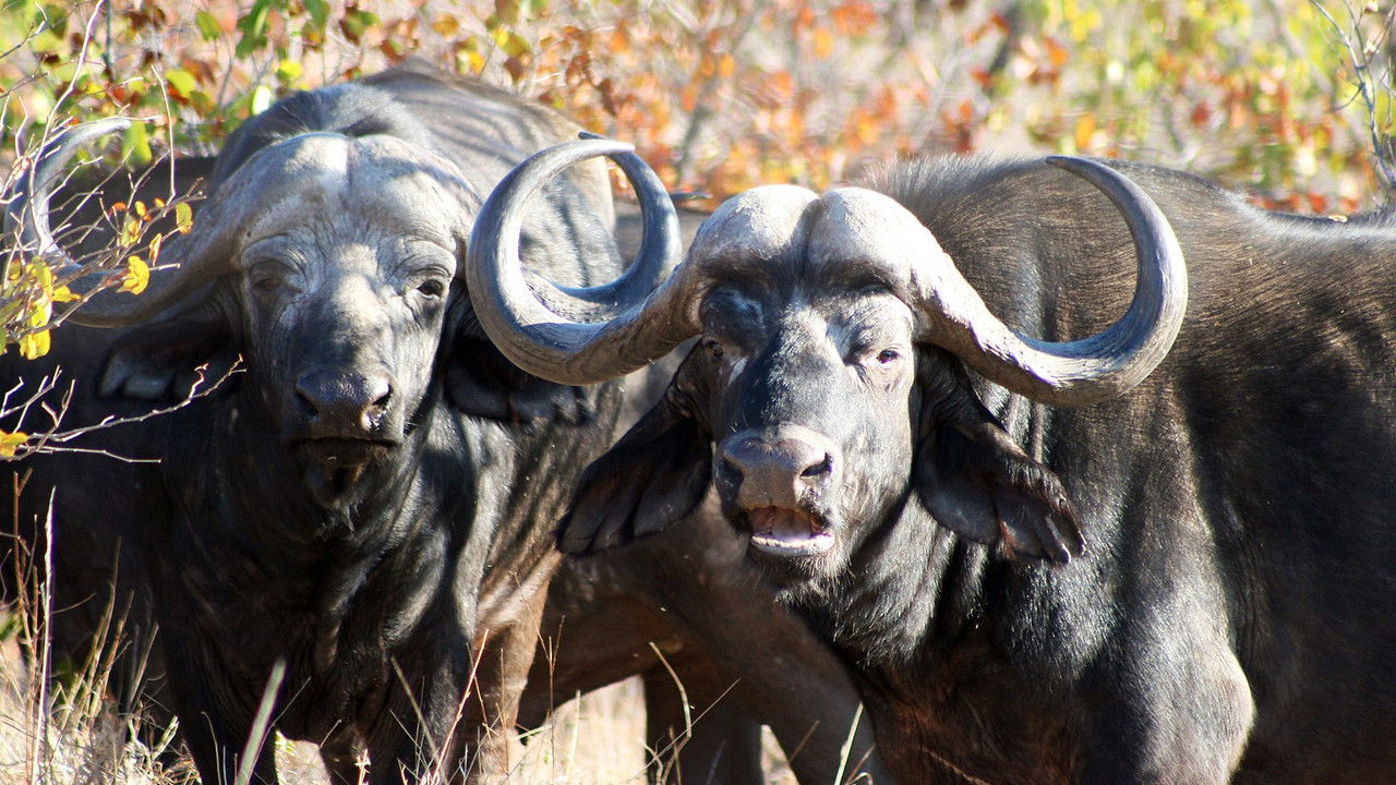 Deadly 60 — Épisode 5