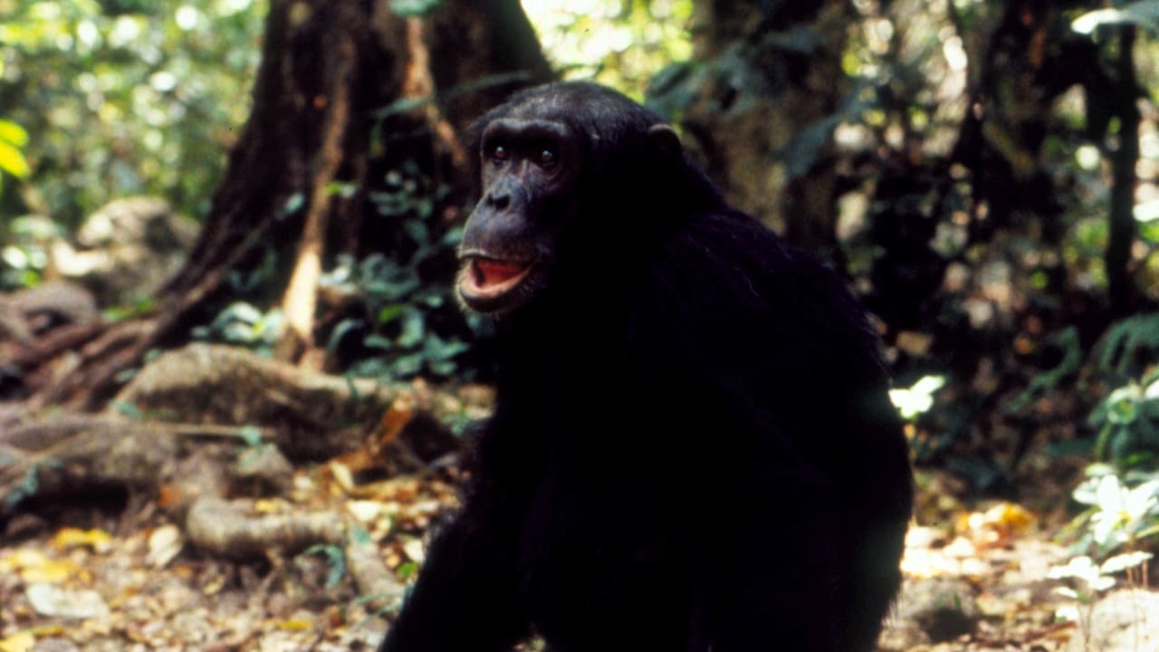 Nature - Season 14 Episode 11 : Jane Goodall's Wild Chimpanzees