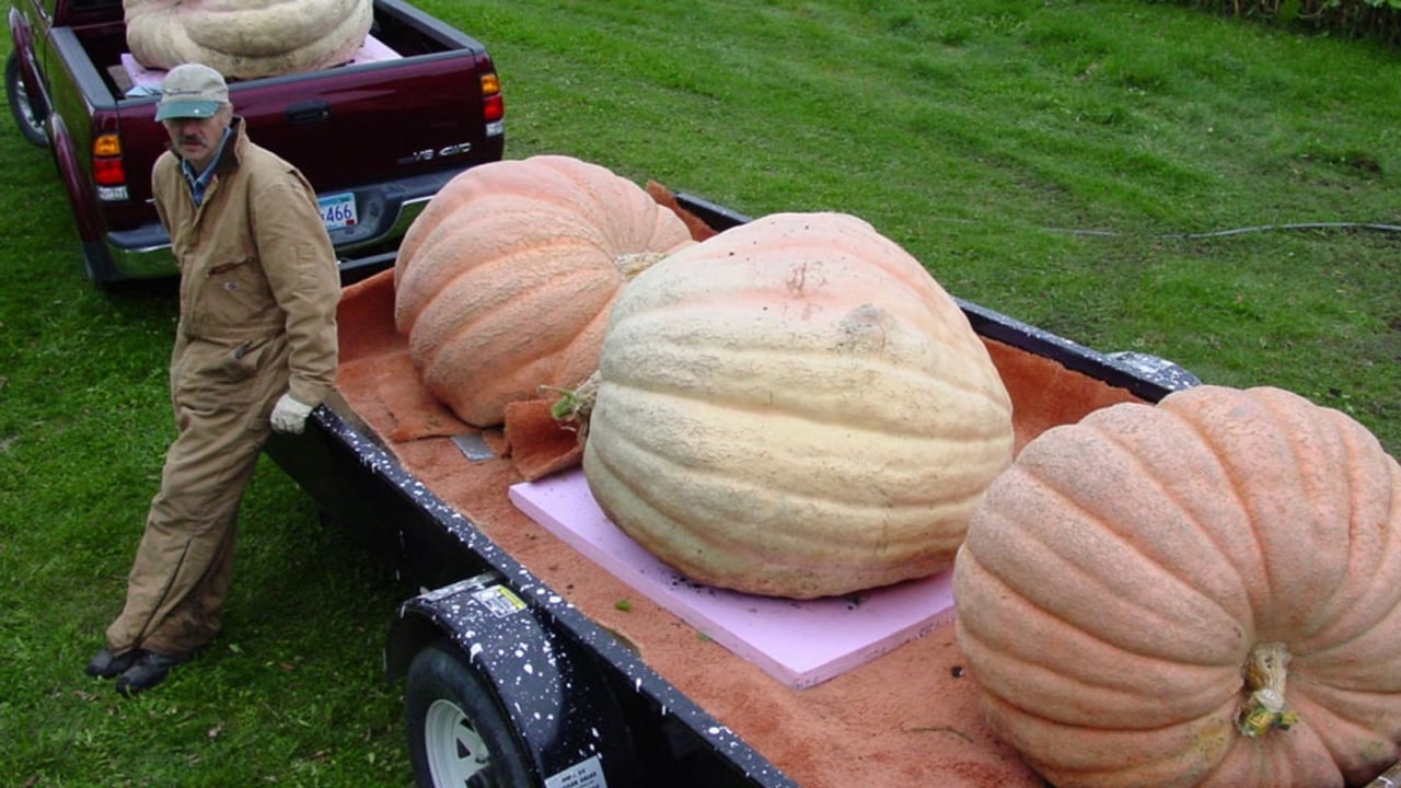 Bill's Big Pumpkins Backdrop Image