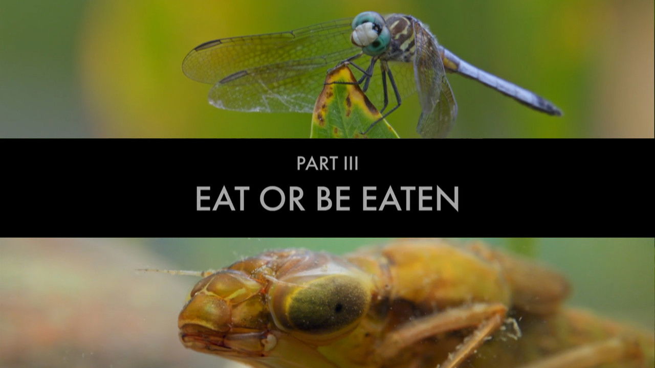 Eat or be Eaten
