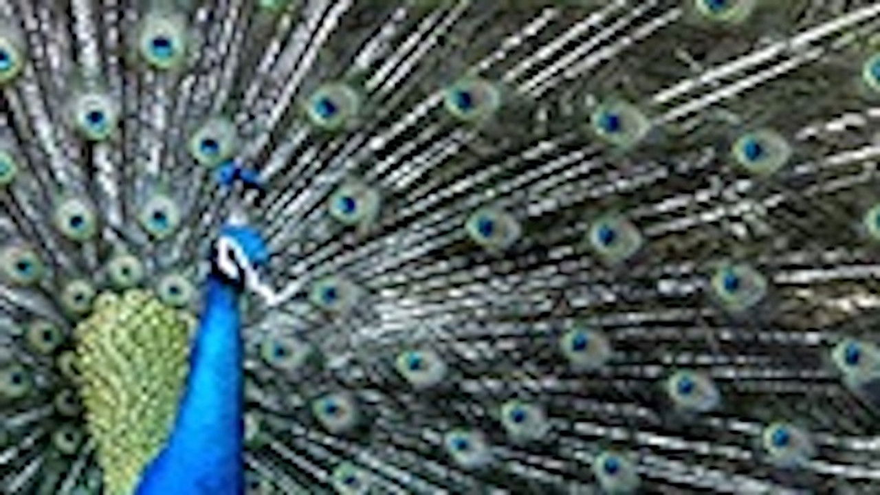 Viaggio nella scienza — Épisode 26