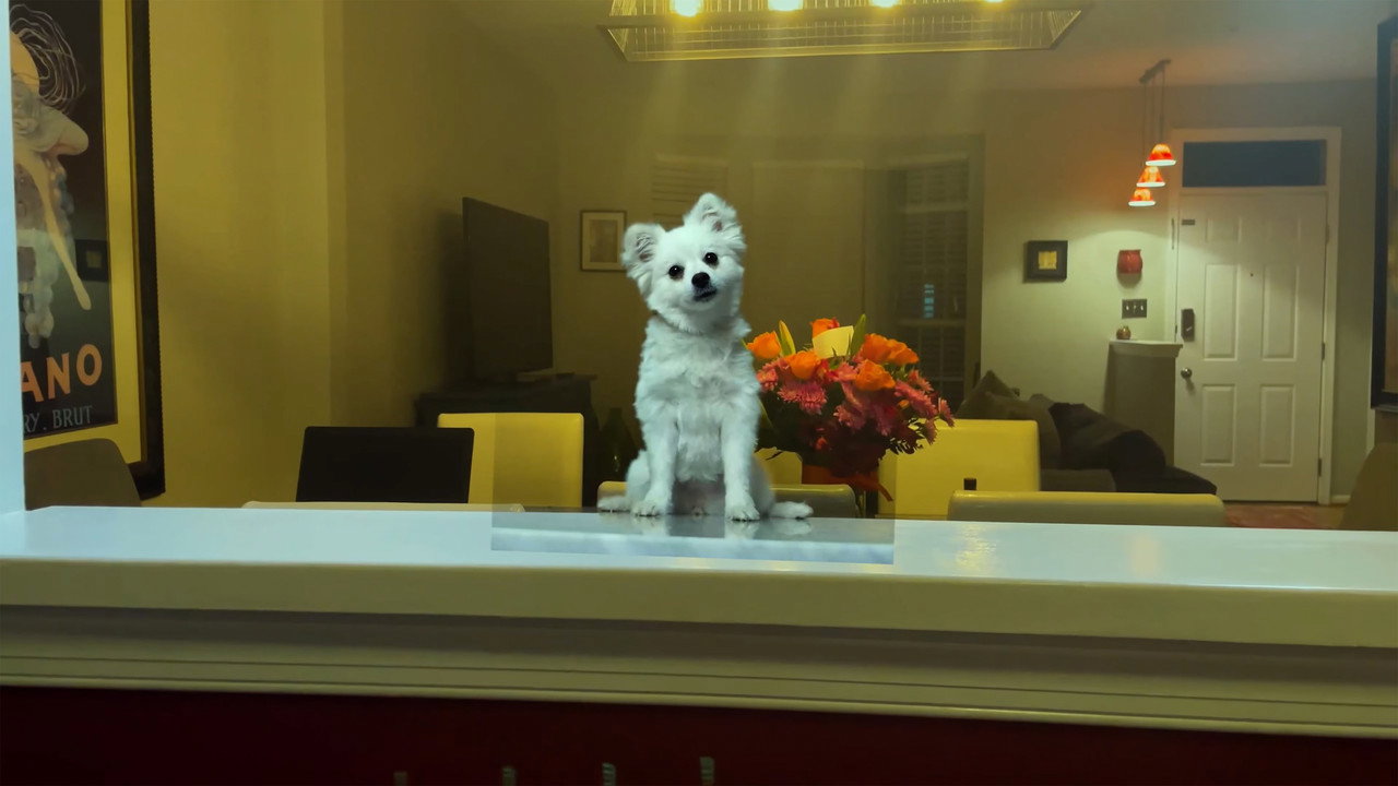 Meat Dog