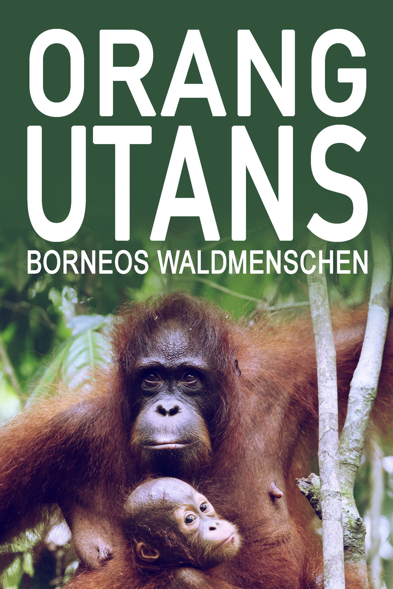 Orang-Utans - Borneos Waldmenschen filmaffisch