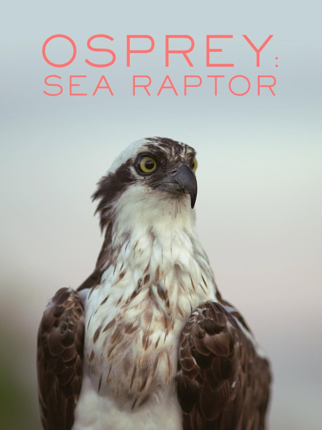 Osprey: Sea Raptor poster
