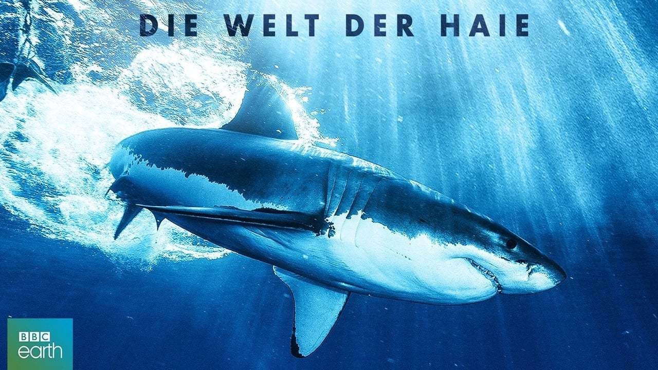 Shark background