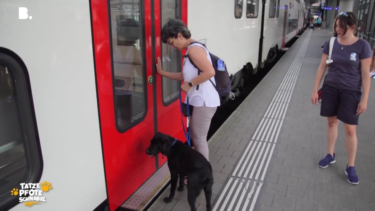 Tatze, Pfote, Schnabel - Season 3 Episode 21 : Episode 21