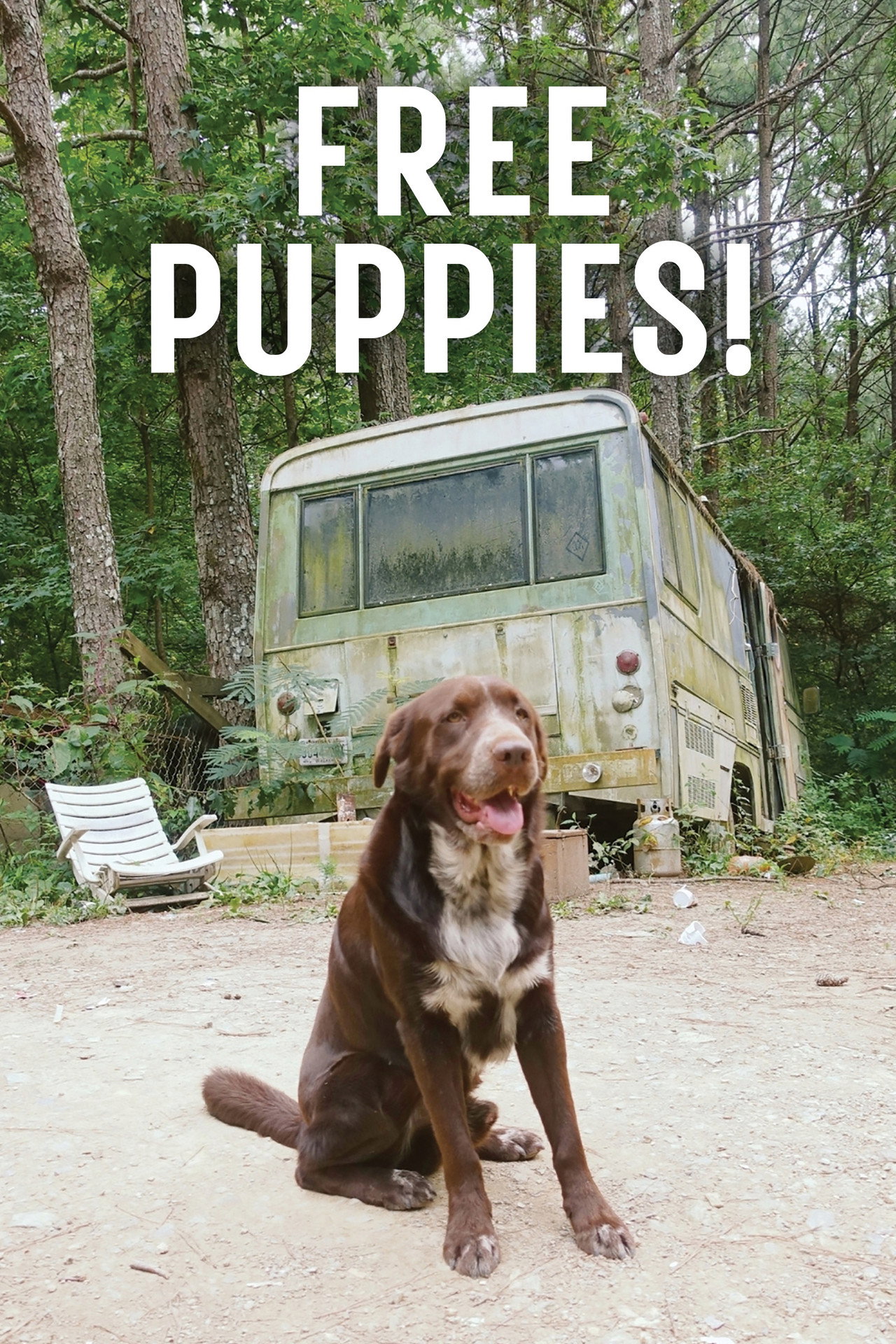 Free Puppies! filmaffisch