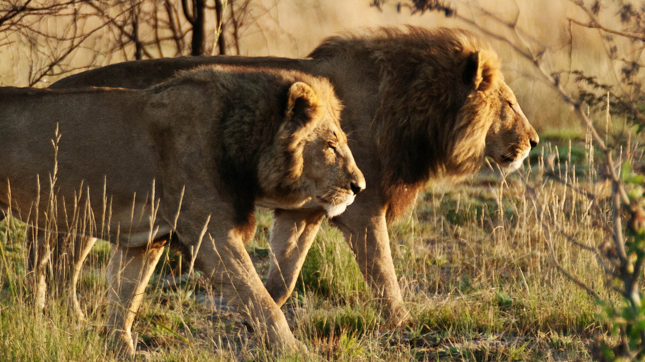 Wild Botswana backdrop